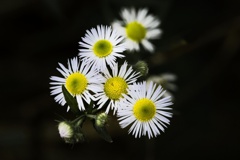 ヒメジョオン/ 姫女苑