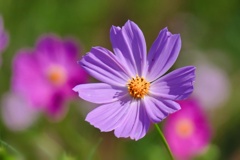 コスモス/ 秋桜