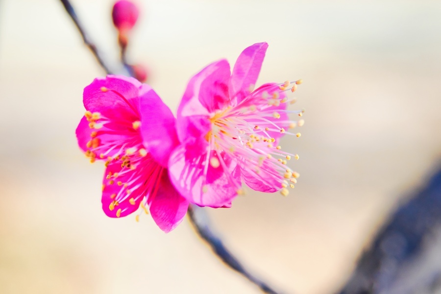 コウバイ/ 紅梅