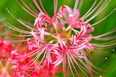 ヒガンバナ/ 彼岸花