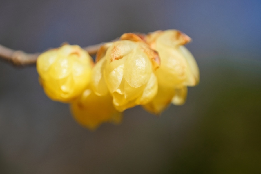 ソシンロウバイ/ 素心蝋梅