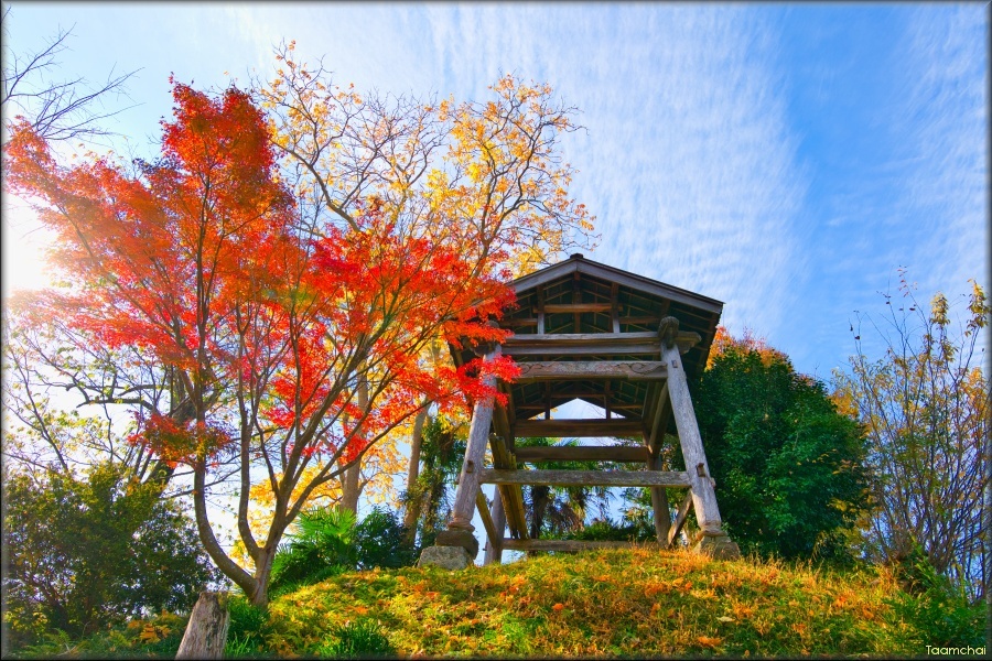 モミジ/ 紅葉