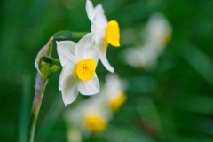 スイセン/ 水仙