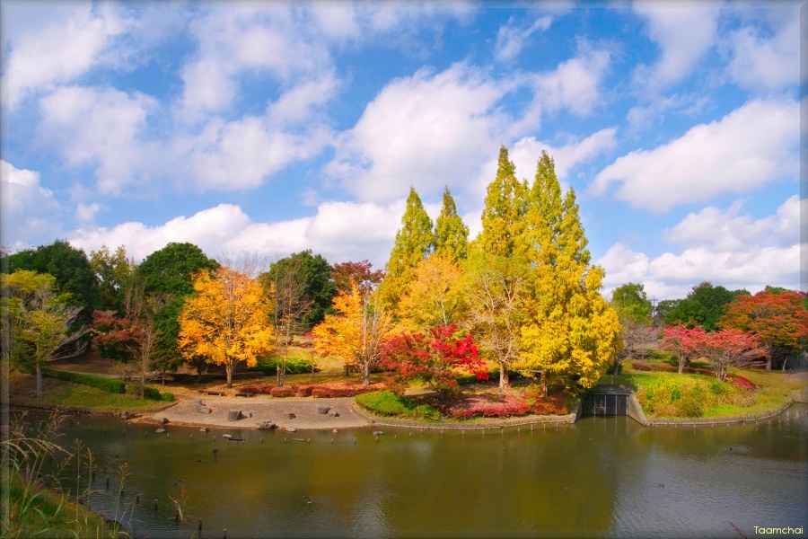 黄葉風景