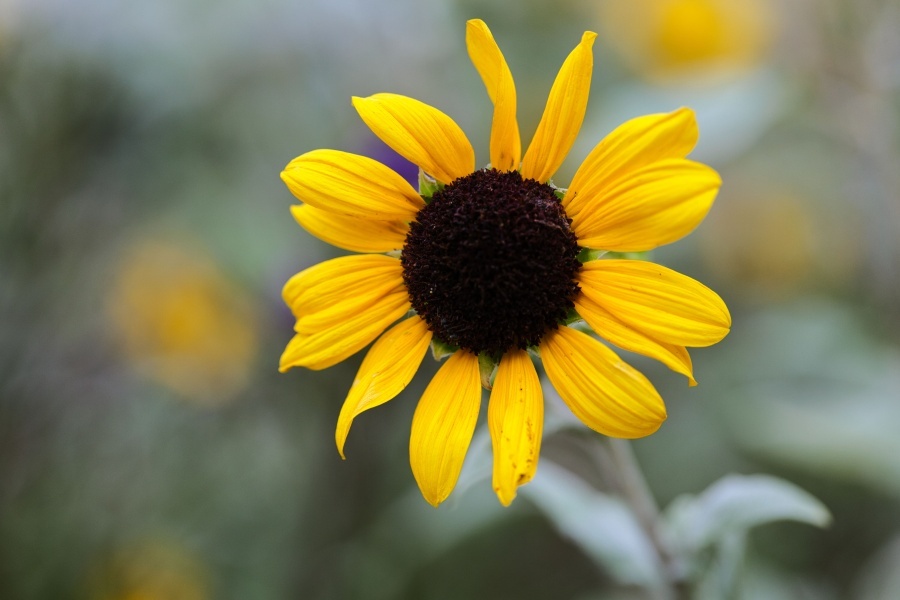 ヒマワリ/ 向日葵