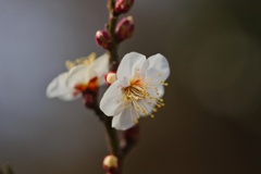 ハクバイ/ 白梅