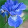 アヤメ/ 菖蒲 文目