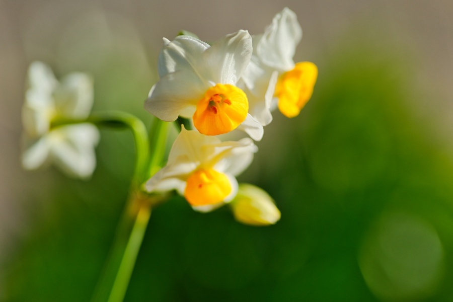 スイセン/ 水仙
