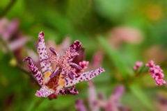 タイワンホトトギス/ 台湾杜鵑草 台湾時鳥草