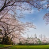 サクラ/ 桜風景
