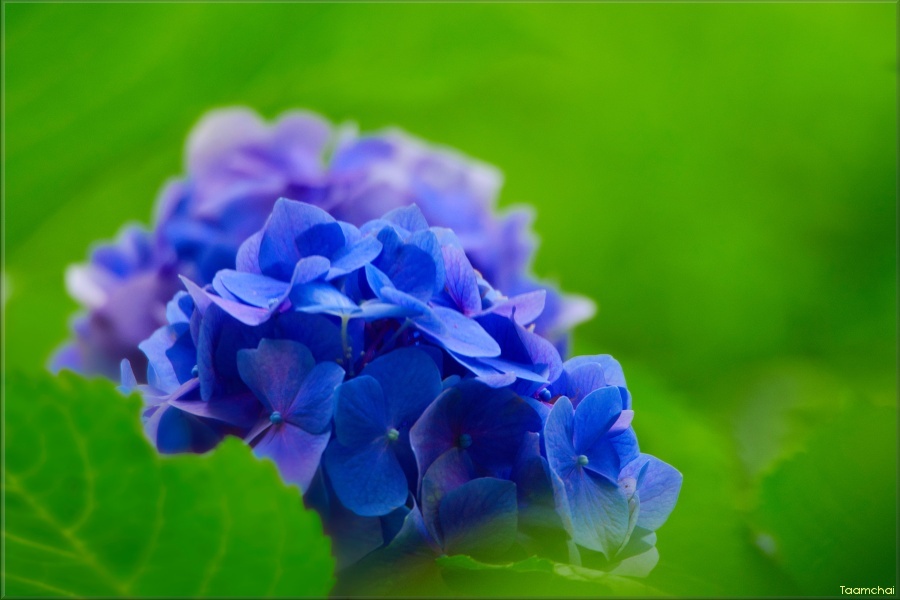 アジサイ/紫陽花