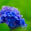 アジサイ/紫陽花