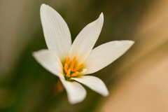 タマスダレ/ 玉簾