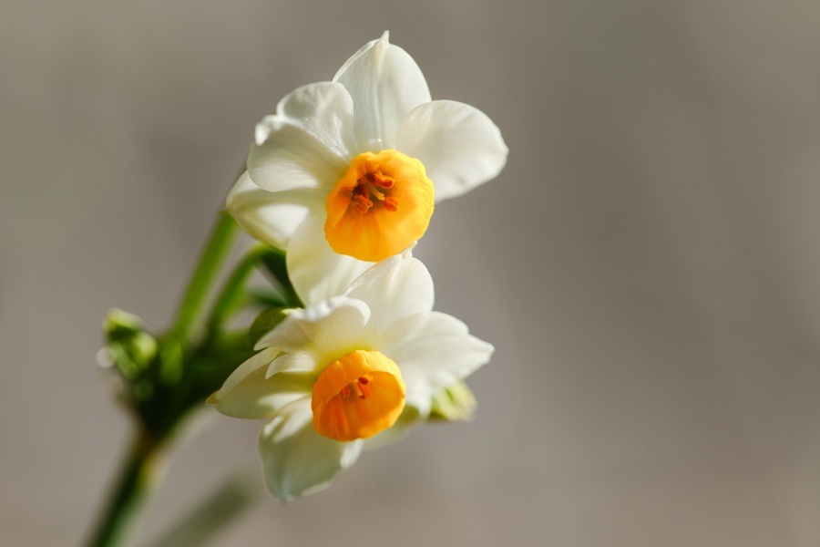 スイセン/ 水仙