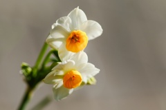 スイセン/ 水仙