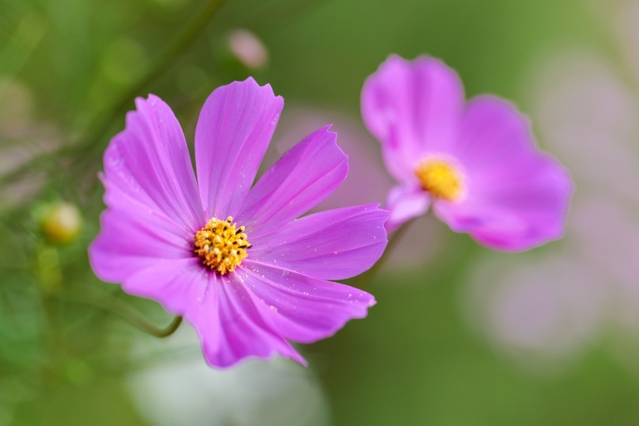 コスモス/ 秋桜