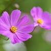コスモス/ 秋桜