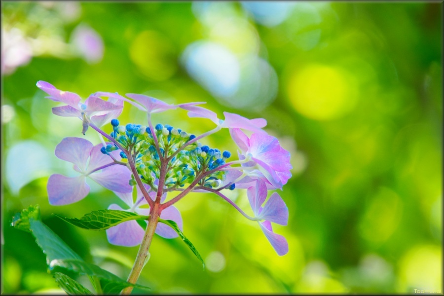 ガクアジサイ/ 額紫陽花 