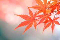 モミジ/ 紅葉