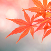 モミジ/ 紅葉