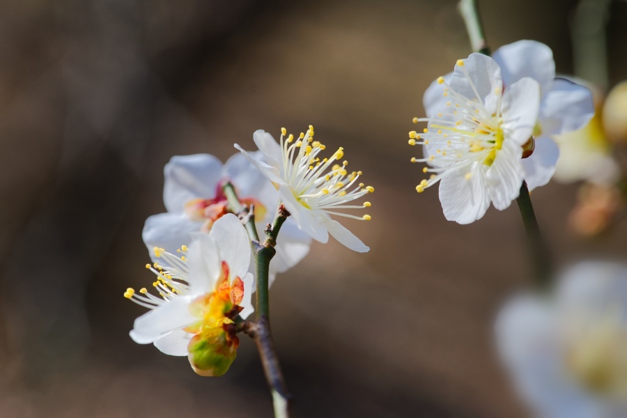 ハクバイ/ 白梅