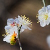 ハクバイ/ 白梅