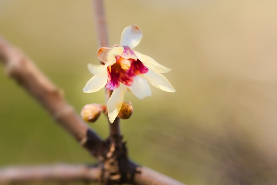 ロウバイ/ 蝋梅