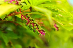 ヨウシュヤマゴボウ/ 洋種山牛蒡