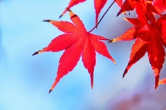 モミジ/ 紅葉