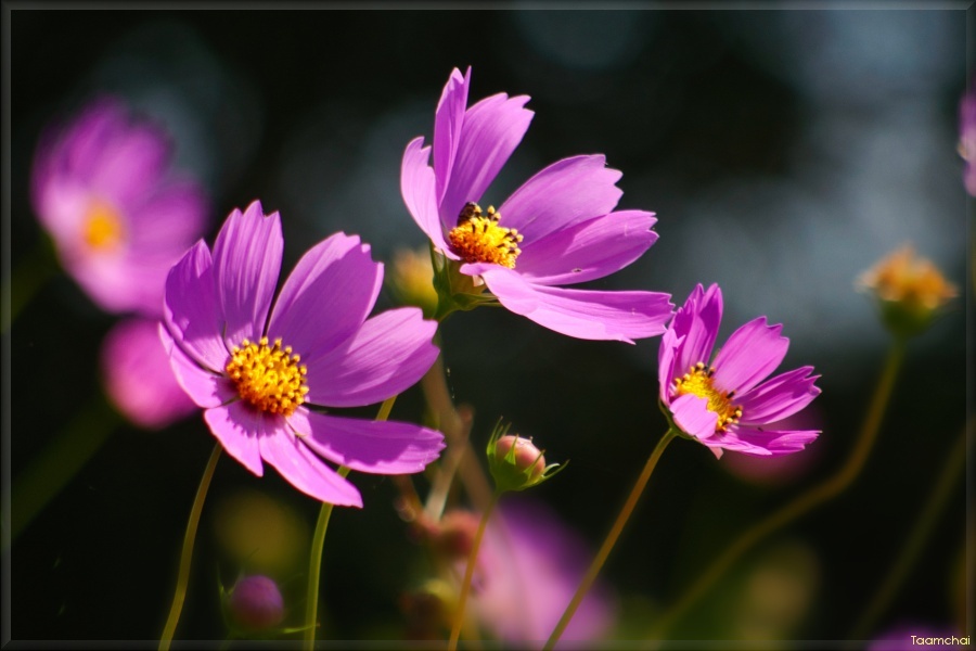 コスモス/ 秋桜