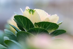 ハボタン/ 葉牡丹