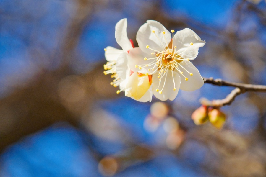 ハクバイ/ 白梅