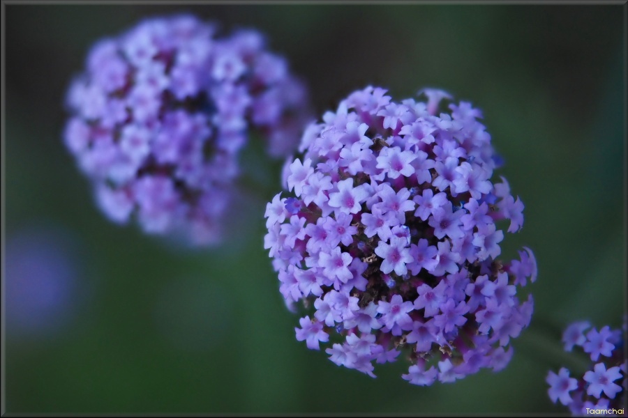 ヤナギハナガサ 柳花笠