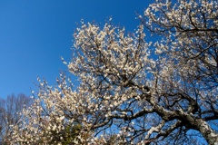 ハクバイ/ 白梅