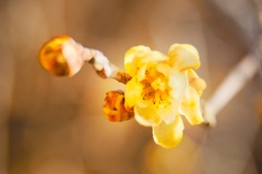 ソシンロウバイ/ 素心蝋梅