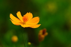 キバナコスモス/ 黄花秋桜