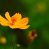 キバナコスモス/ 黄花秋桜