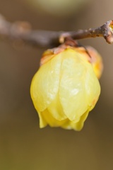 ソシンロウバイ/ 素心蝋梅