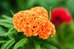 ケイトウ/ 鶏頭