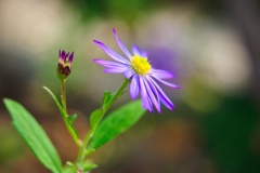 ノコンギク/ 野紺菊