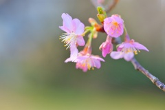 カワヅザクラ/ 河津桜