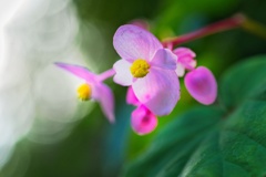 シュウカイドウ/ 秋海棠