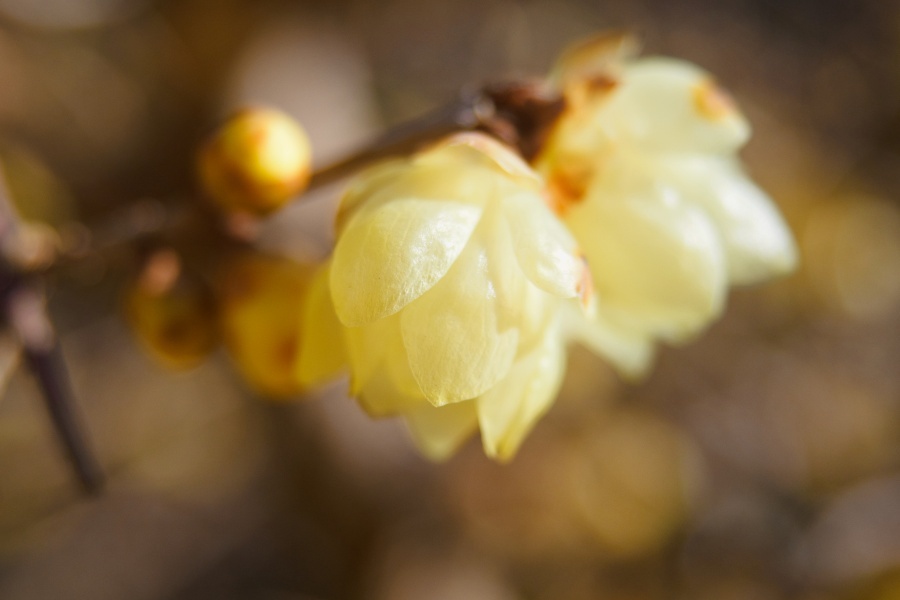 ソシンロウバイ/ 素心蝋梅