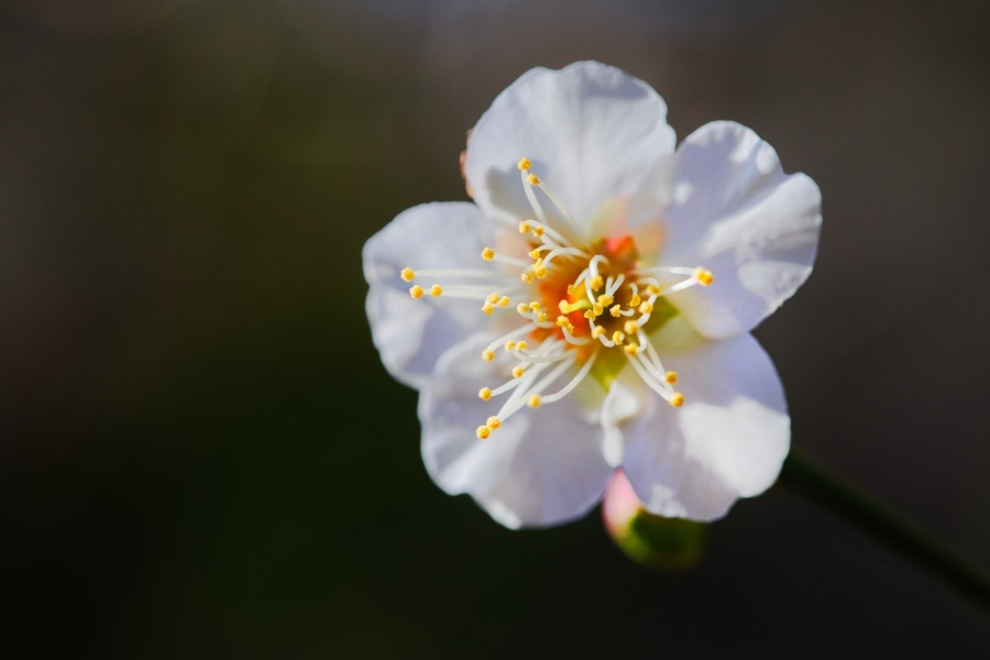 ハクバイ/ 白梅