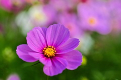 コスモス/ 秋桜