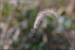 エノコログサ/ 狗尾草