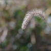 エノコログサ/ 狗尾草