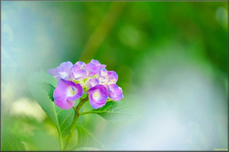アジサイ/ 紫陽花