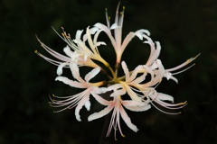 シロバナマンジュシャゲ/ 白花曼珠沙華