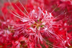 ヒガンバナ/ 彼岸花